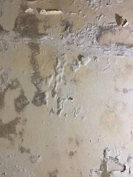 Best Attic Mold Removal  in Gray, GA