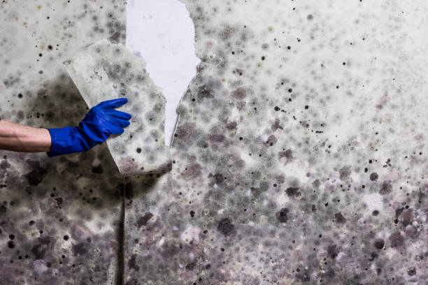 Best Certified Mold Removal  in Gray, GA