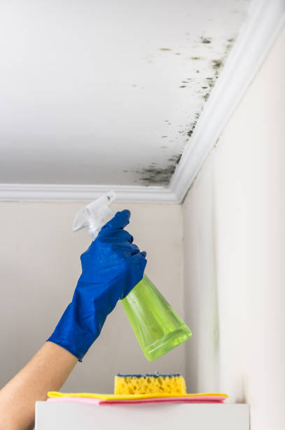 Best Toxic Mold Removal  in Gray, GA